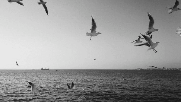 Seagulls soar above a calm sea, with a distant horizon under a clear sky.